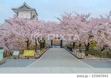 金沢城の春景色 - 満開の桜 金沢城の春景色 - 満開の桜 125007842