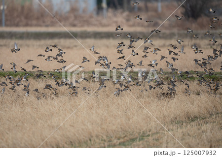 アトリ アトリ 125007932