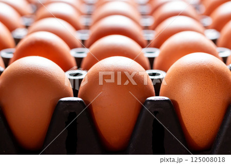 Close up chicken eggs in plastic tray Close up chicken eggs in plastic tray 125008018