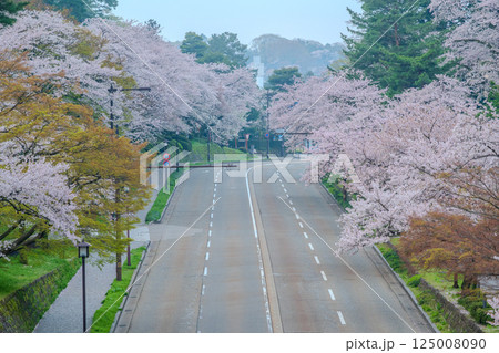 春爛漫の桜並木道 - 金沢の美しい風景 石川門 春爛漫の桜並木道 - 金沢の美しい風景 石川門 125008090