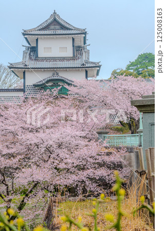 白壁に咲き誇る - 金沢城の春景色 白壁に咲き誇る - 金沢城の春景色 125008163