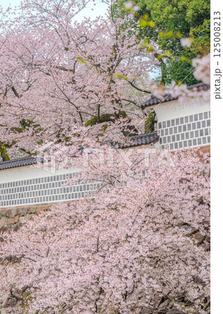 重厚な壁を彩る桜 - 金沢城の春景色 重厚な壁を彩る桜 - 金沢城の春景色 125008213