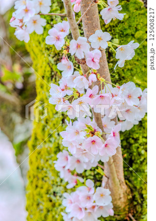 古木に咲く - 桜の生命力 125008217