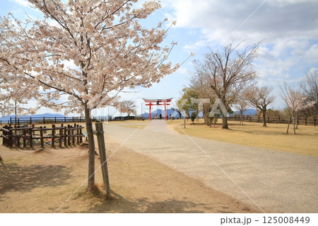 宮島サービスエリアの鳥居と桜 125008449