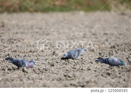 田んぼで餌を食べている鳩 田んぼで餌を食べている鳩 125008585