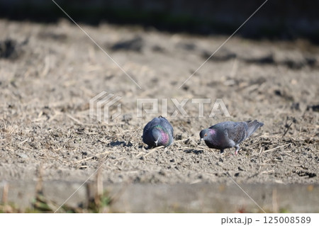 田んぼで餌を食べている鳩 125008589