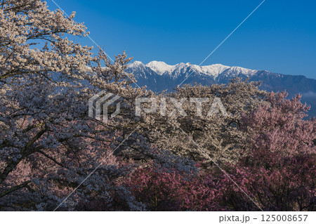 満開の大草城址の桜と中央アルプス 125008657
