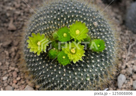 規則正しく並ぶ白色の棘や頂上に咲くき黄色や黄緑の花が綺麗なサボテン 125008806