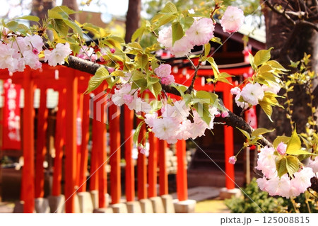 妙正寺境内のお稲荷様近くにある八重桜（7） 125008815