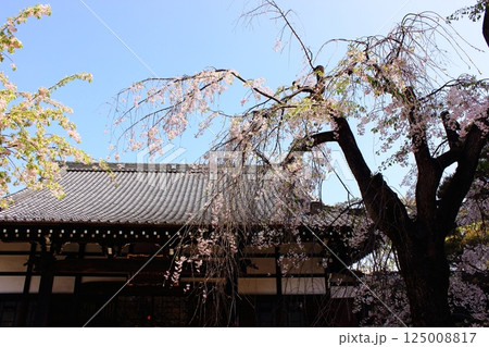 4月の妙正寺本堂と満開の枝垂桜（2） 125008817