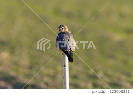 コチョウゲンボウ 125008831