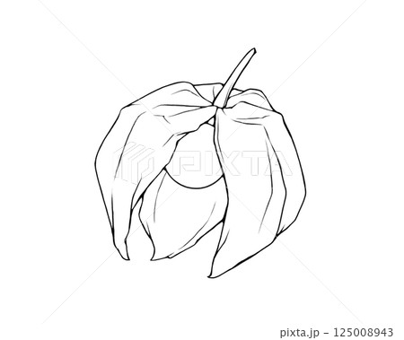 割れたホオズキのリアルな線画イラスト 割れたホオズキのリアルな線画イラスト 125008943