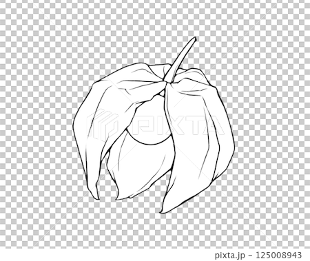 破裂的酸漿的寫實線條畫插圖 125008943