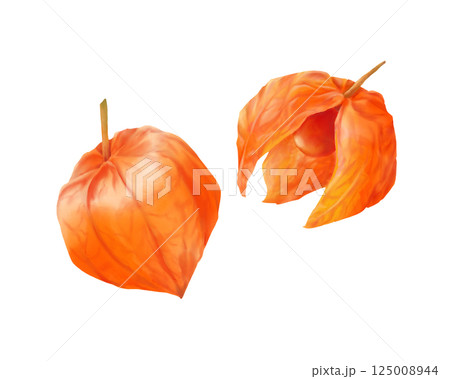 ホオズキのリアルな水彩イラストセット 125008944