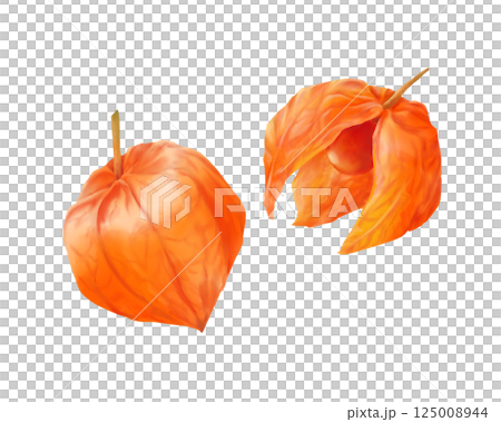 ホオズキのリアルな水彩イラストセット 125008944