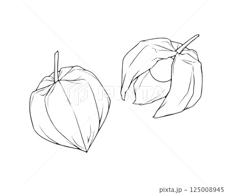 ホオズキのリアルな線画イラストセット 125008945