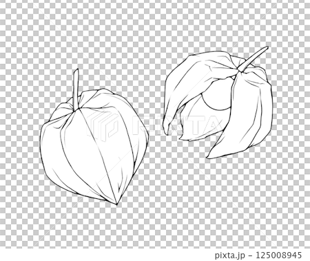 ホオズキのリアルな線画イラストセット 125008945