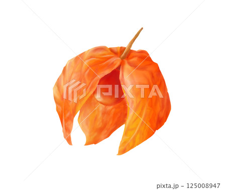 割れたホオズキのリアルな水彩イラスト 125008947