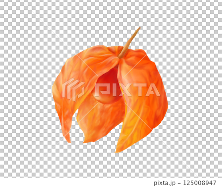 割れたホオズキのリアルな水彩イラスト 125008947