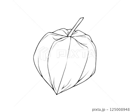 ホオズキのリアルな線画イラスト 125008948