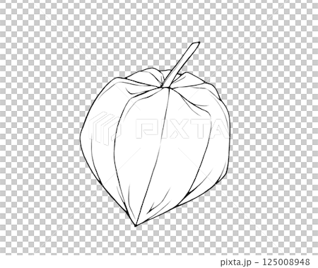ホオズキのリアルな線画イラスト 125008948