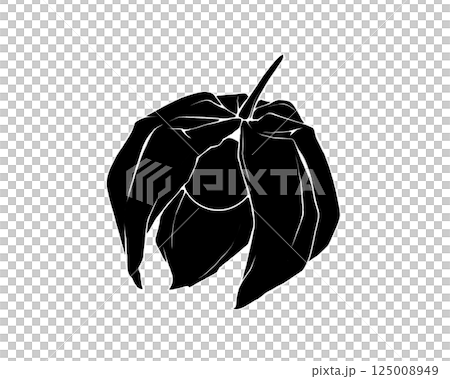 Silhouette illustration of a broken physalis (with white border) Silhouette illustration of a broken physalis (with white border) 125008949