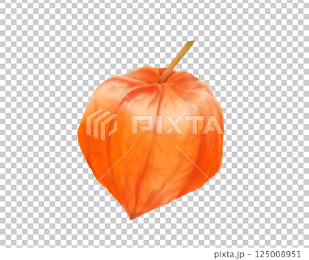 ホオズキのリアルな水彩イラスト ホオズキのリアルな水彩イラスト 125008951