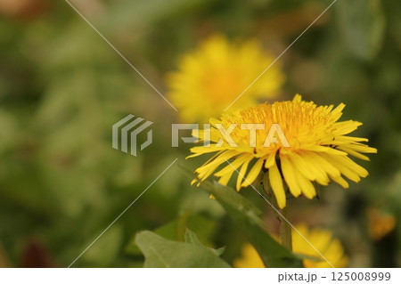 春に黄色い花を咲かすキク科の花タンポポ 春に黄色い花を咲かすキク科の花タンポポ 125008999