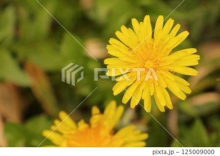 春に黄色い花を咲かすキク科の花タンポポ 春に黄色い花を咲かすキク科の花タンポポ 125009000