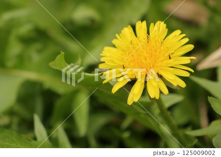 春に黄色い花を咲かすキク科の花タンポポ 春に黄色い花を咲かすキク科の花タンポポ 125009002