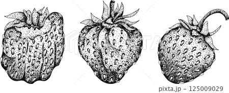 Vector strawberry engraving art illustration. Hand drawn botanical. Vector strawberry engraving art illustration. Hand drawn botanical. 125009029