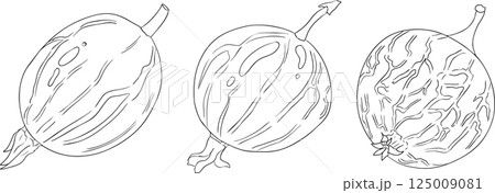 Gooseberry hand drawn vector illustration on white background 125009081