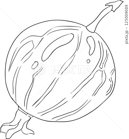 Gooseberry hand drawn vector illustration on white background Gooseberry hand drawn vector illustration on white background 125009089