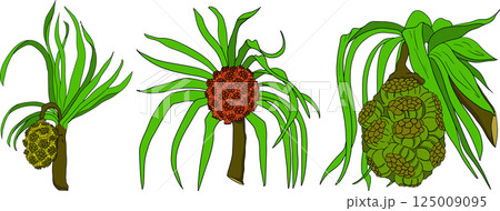Pandan fruit, Sargassum. Hand drawn colored tropical plant. Pandanus tectorius Pandan fruit, Sargassum. Hand drawn colored tropical plant. Pandanus tectorius 125009095