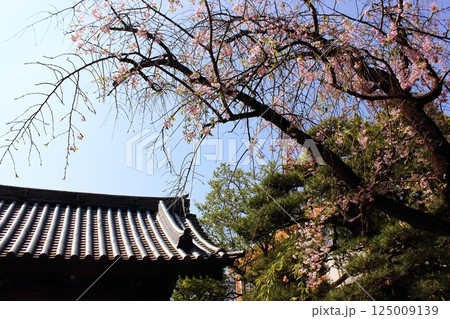 妙正寺山門近くに咲いている枝垂桜 125009139