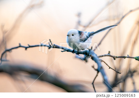 木の枝にとまってあたりの様子を伺っているシマエナガ 125009163