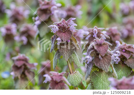 ヒメオドリコソウ ヒメオドリコソウ 125009218