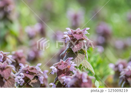 ヒメオドリコソウ 125009219