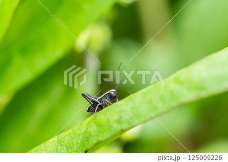 ヒメギス幼虫 125009226