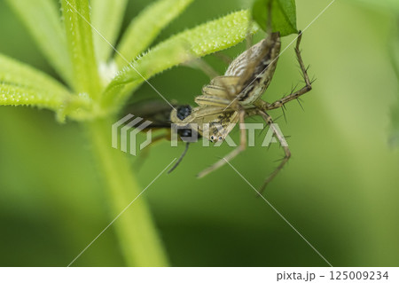虫を捕まえたササグモ 虫を捕まえたササグモ 125009234