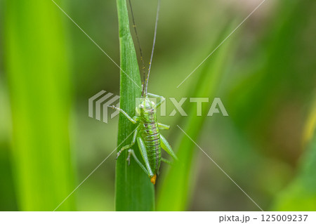 ヤブキリ幼虫 ヤブキリ幼虫 125009237