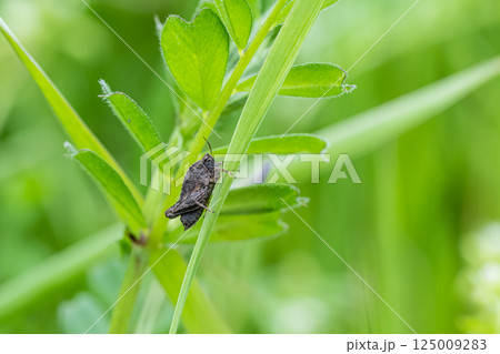 ハラヒシバッタ 125009283