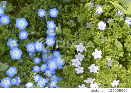 ネモフィラ・マクラタ ネモフィラ・マクラタ 125009425