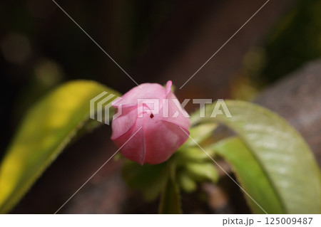 カリンの花 カリンの花 125009487