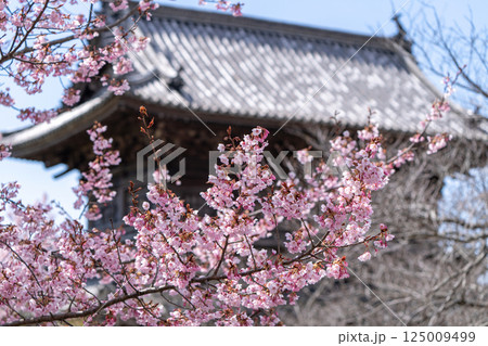 【第八番札所】熊谷寺 山門近くの桜【四国八十八箇所】 【第八番札所】熊谷寺 山門近くの桜【四国八十八箇所】 125009499
