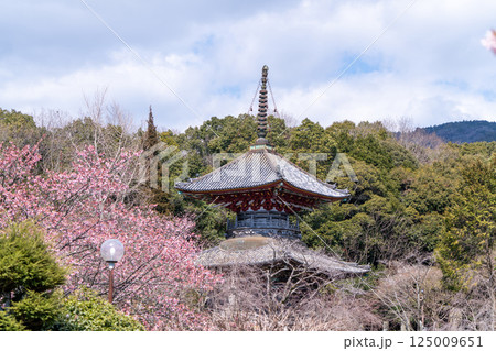 【第八番札所】熊谷寺　多宝塔と桜【四国八十八箇所】 125009651