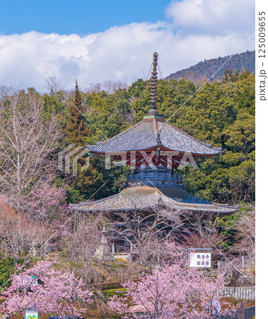 【第八番札所】熊谷寺　多宝塔と桜【四国八十八箇所】 125009655