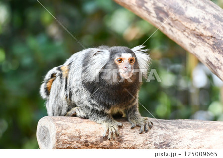 コモンマーモセット コモンマーモセット 125009665
