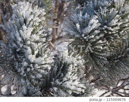 美しく煌めく樹氷 美しく煌めく樹氷 125009676