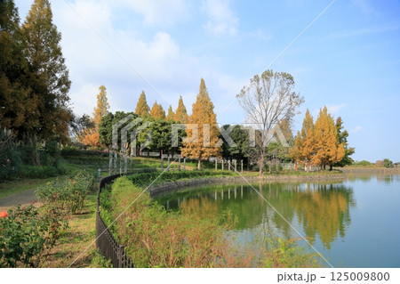 秋の公園　黄葉　メタセコイアの木 125009800